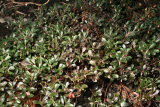 Arctostaphylos uva-ursi 'Vancouver Jade' RCP1-2013 132.JPG